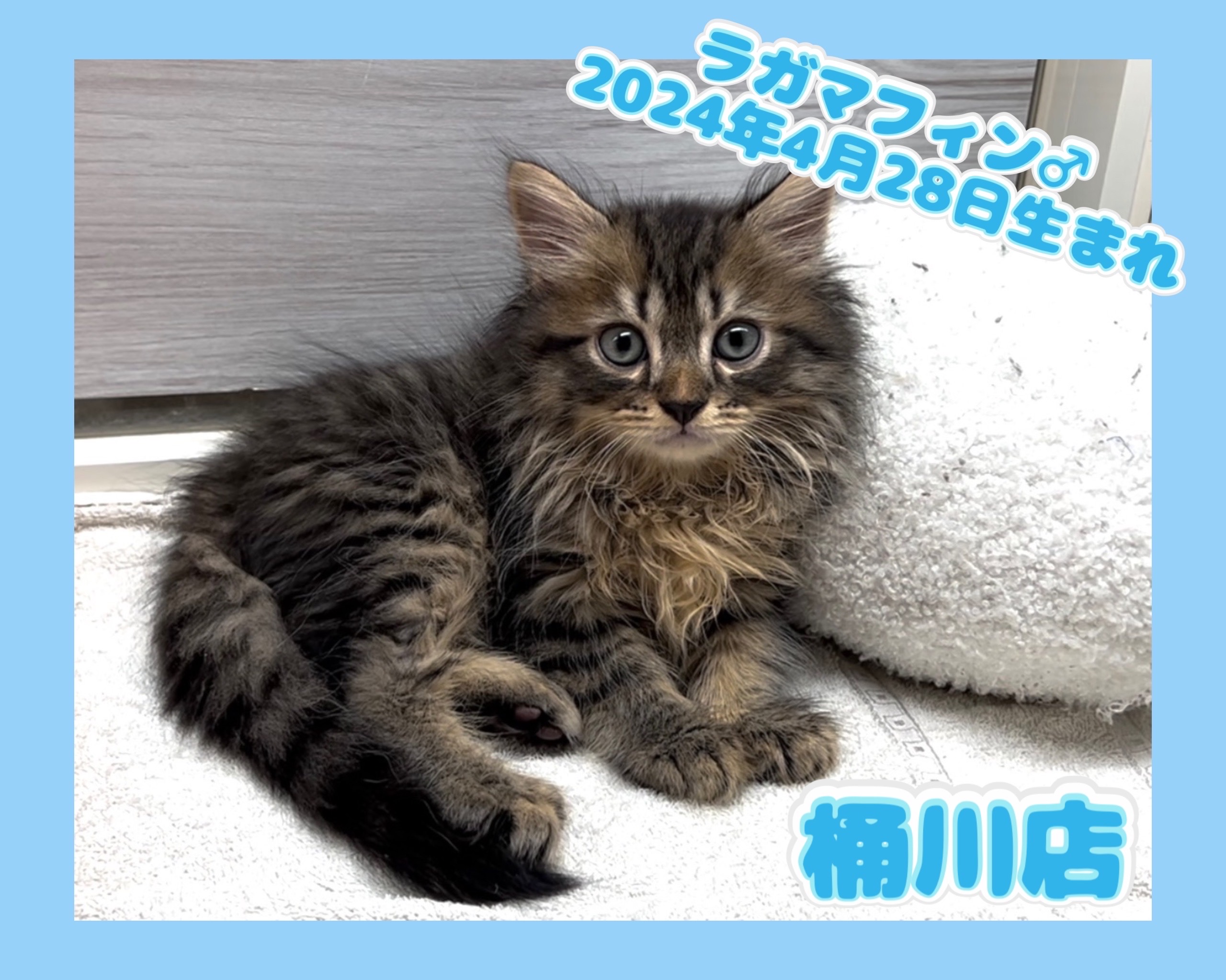 埼玉県のラガマフィン (かねだい桶川店/2024年4月28日生まれ/男の子/ブラウンタビー)の子猫
