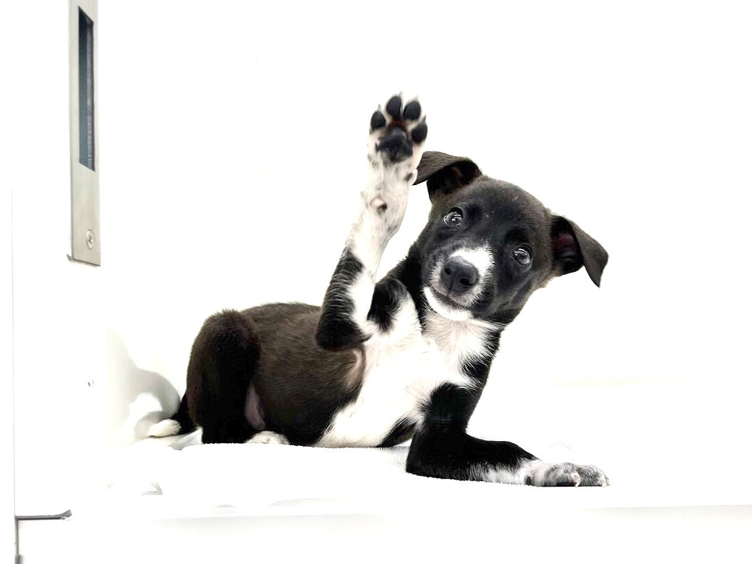 東京都のハーフ犬 (かねだい本町田店/2024年5月4日生まれ/男の子/シールホワイト)の子犬