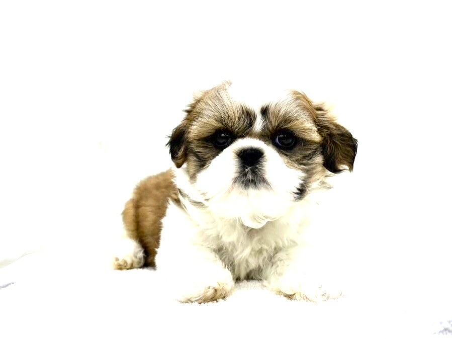 東京都のシーズー (かねだい本町田店/2024年5月3日生まれ/男の子/ゴールドホワイト)の子犬