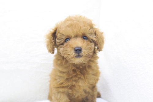 神奈川県のトイプードル(トイ) (かねだい海老名店/2024年5月1日生まれ/女の子/レッド)の子犬