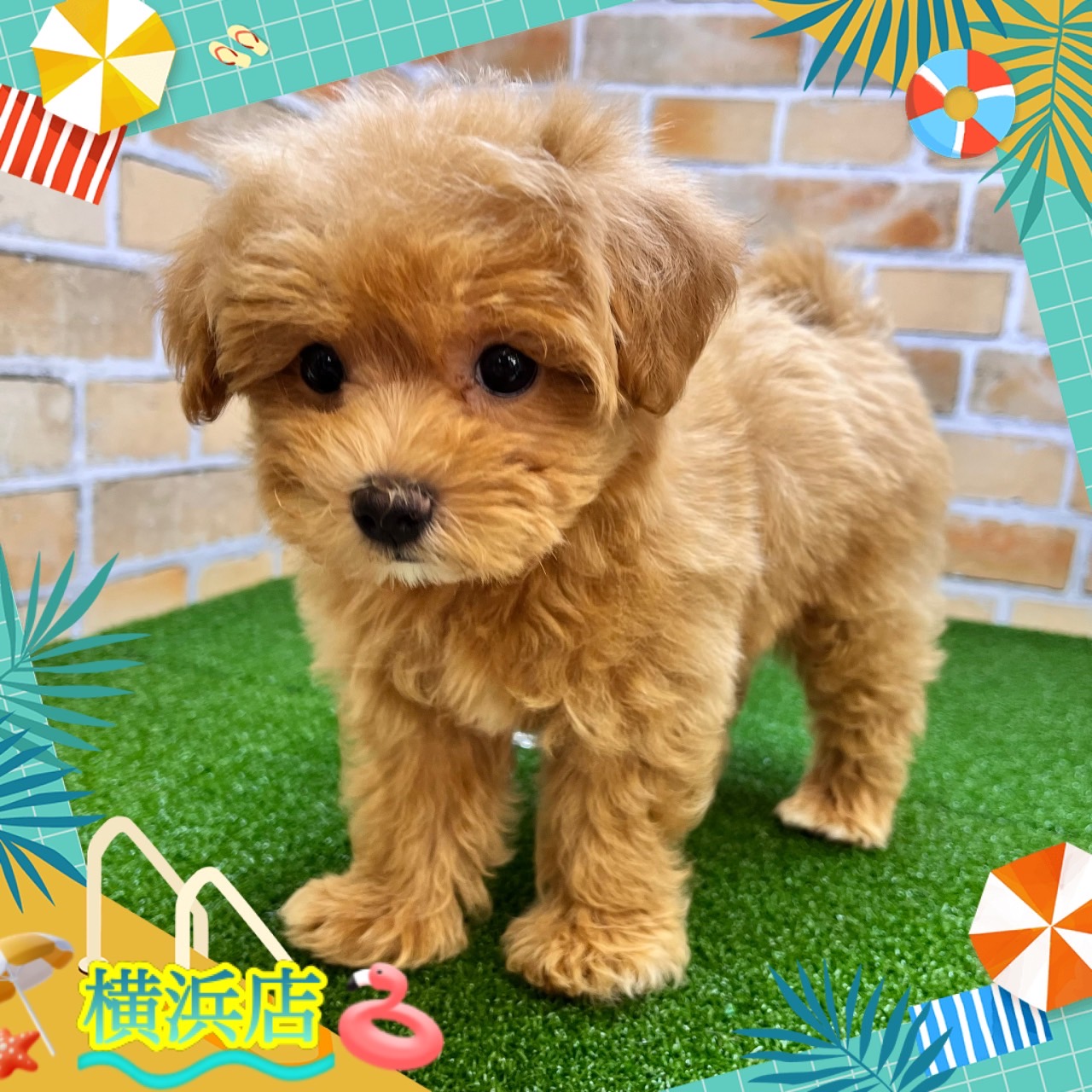 神奈川県のマルプー(マルチーズ×プードル) (かねだい横浜店/2024年5月4日生まれ/女の子/アプリコット)の子犬