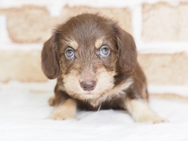 2024年5月5日生まれのハーフ犬の1枚目の写真