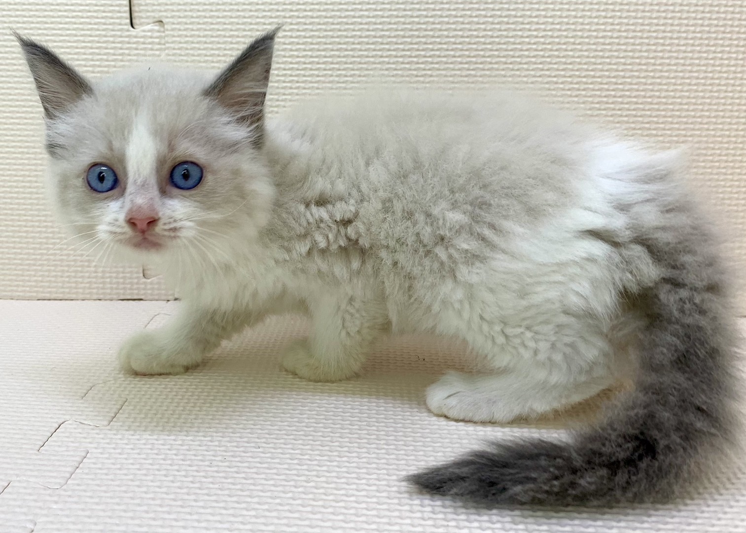 千葉県のラグドール (かねだい千葉店/2024年5月4日生まれ/女の子/ブルーポイントバイカラー)の子猫