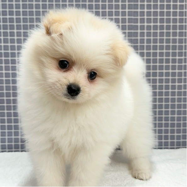 東京都のハーフ犬・ミックス犬 (かねだい足立店/2024年5月10日生まれ/女の子/クリームホワイト)の子犬