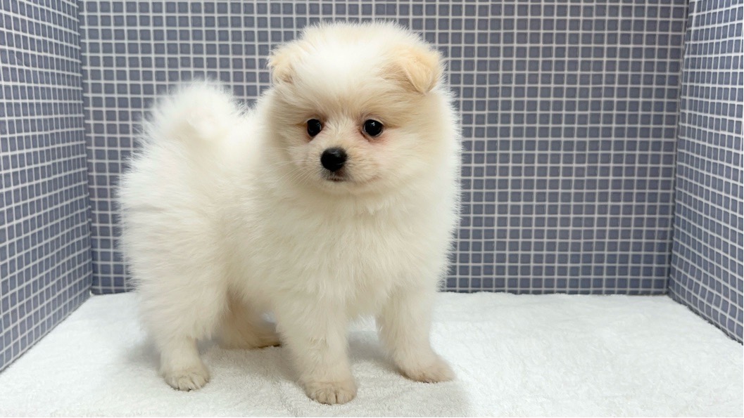 2024年5月10日生まれのハーフ犬・ミックス犬の3枚目の写真