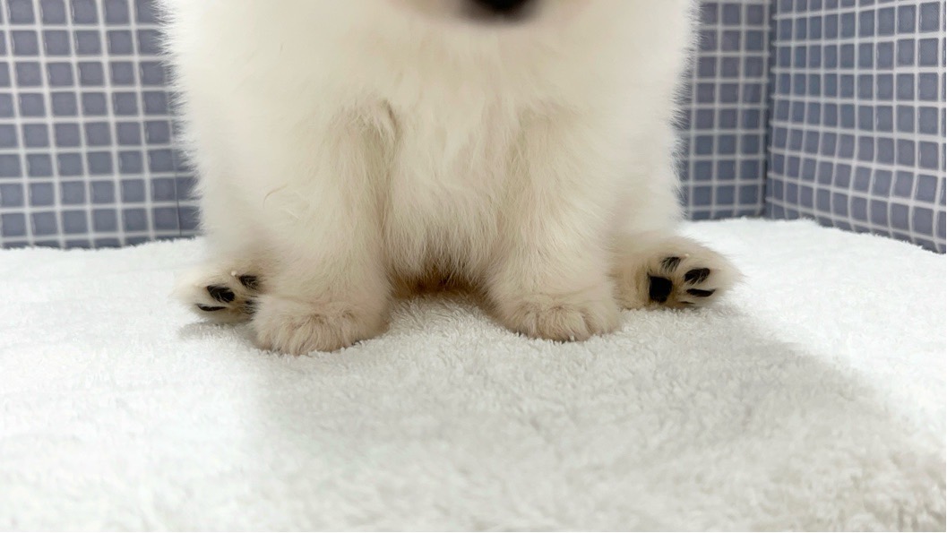 2024年5月10日生まれのハーフ犬・ミックス犬の6枚目の写真