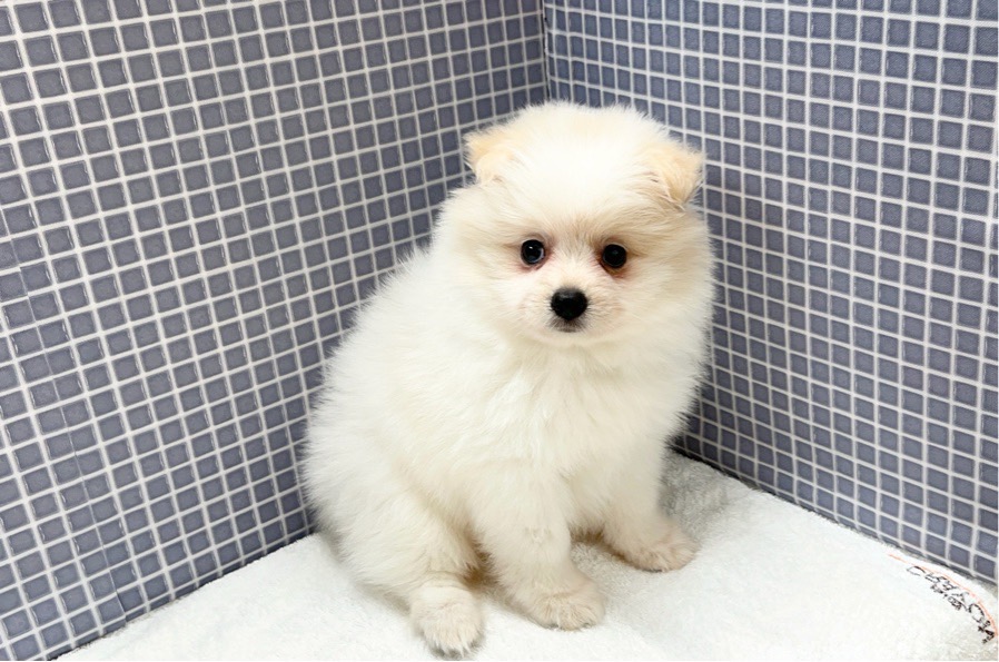 2024年5月10日生まれのハーフ犬・ミックス犬の7枚目の写真
