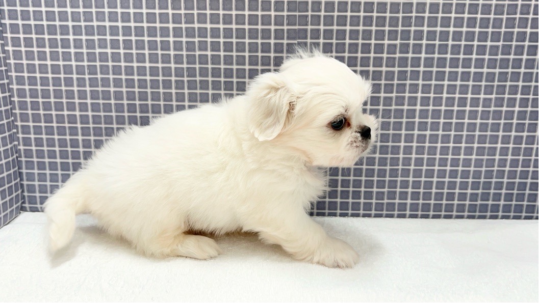 2024年5月11日生まれのハーフ犬・ミックス犬の4枚目の写真