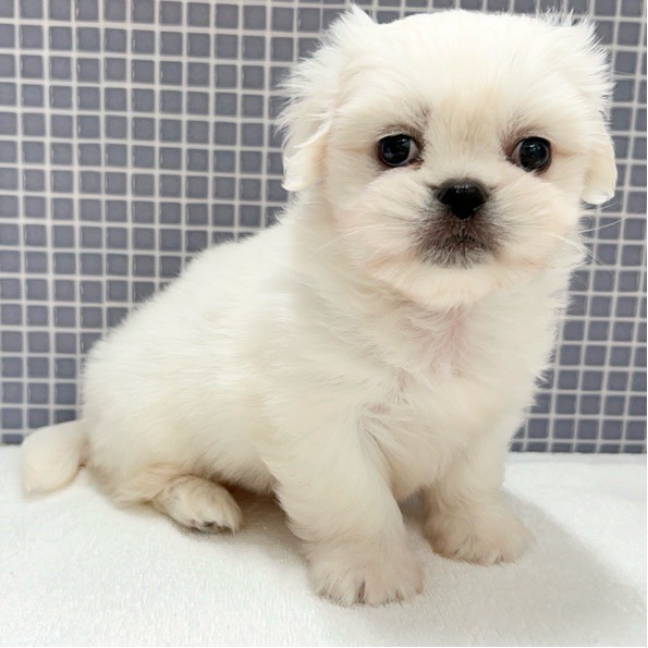 東京都のハーフ犬・ミックス犬 (かねだい足立店/2024年5月11日生まれ/女の子/ホワイト)の子犬