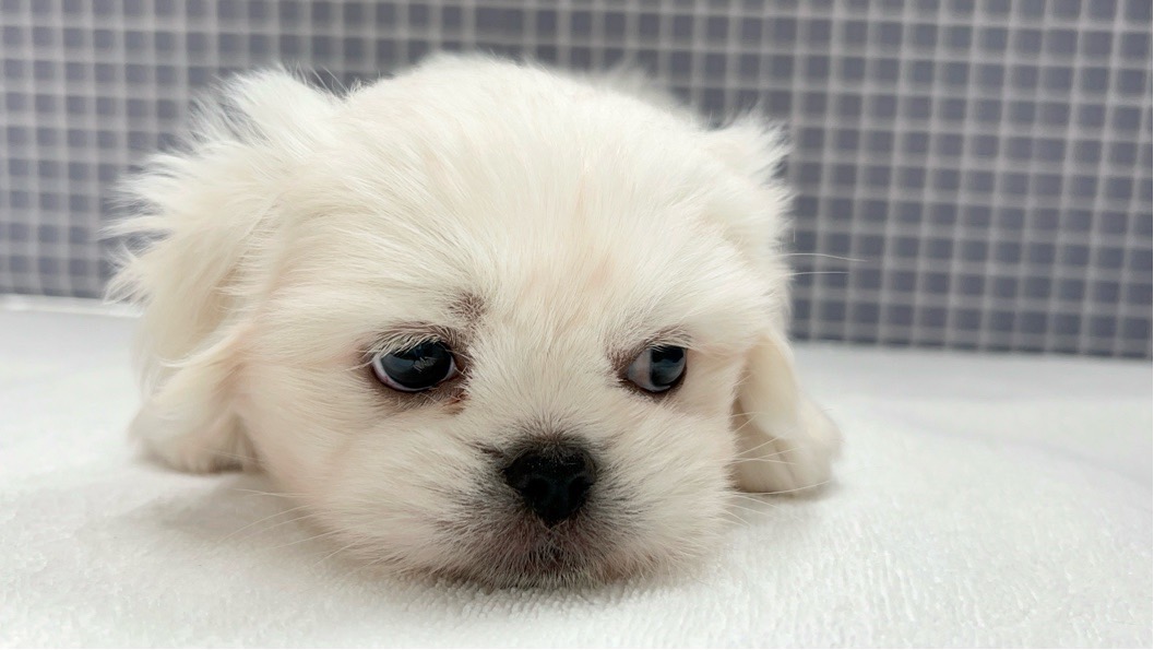2024年5月11日生まれのハーフ犬・ミックス犬の6枚目の写真