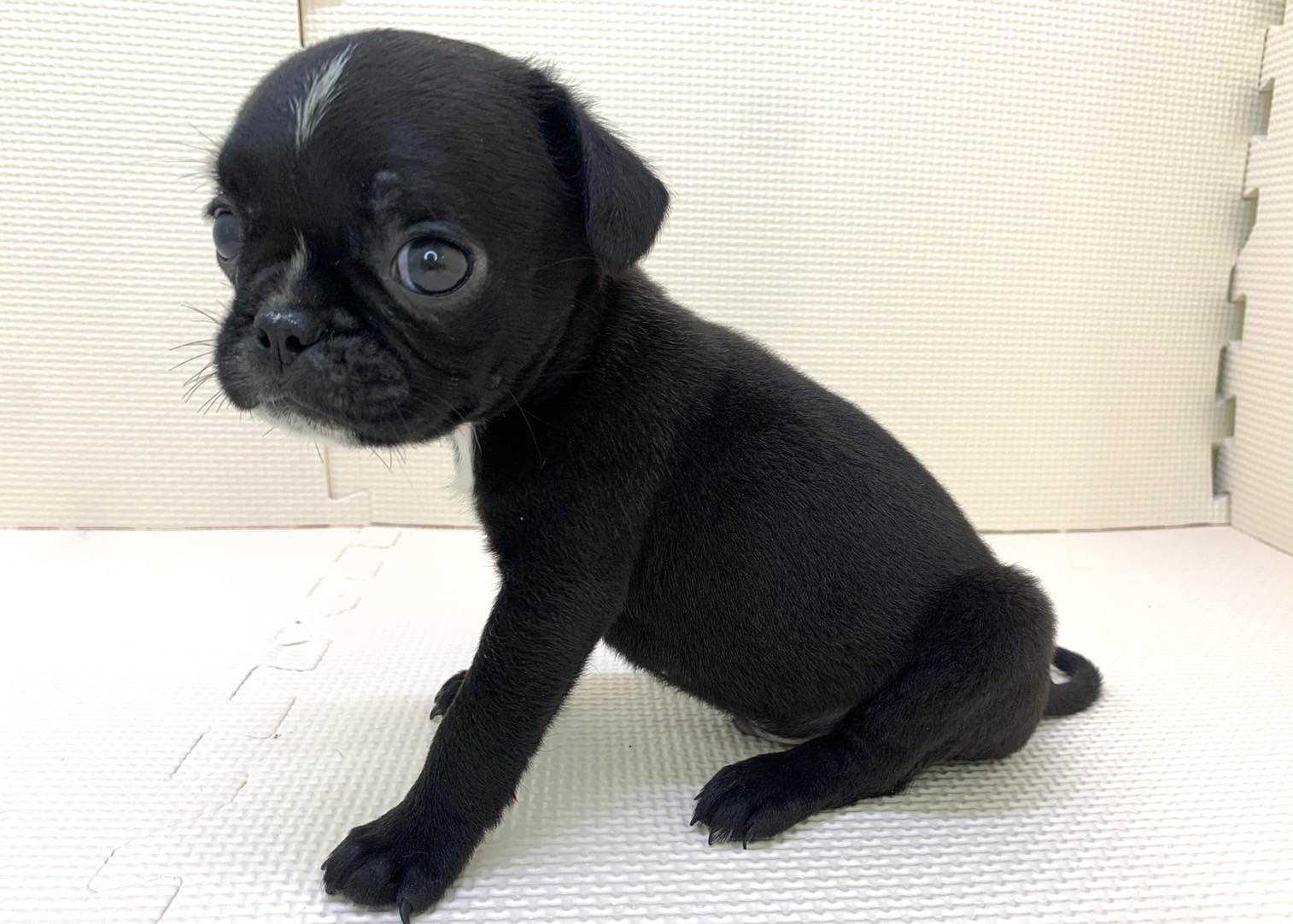 千葉県のハーフ犬・ミックス犬 (かねだい千葉店/2024年5月10日生まれ/男の子/その他色)の子犬
