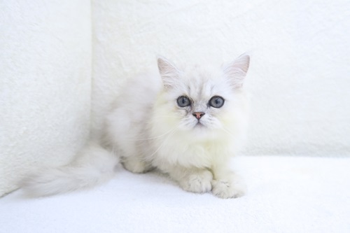 神奈川県のペルシャ (かねだい海老名店/2024年4月15日生まれ/女の子/チンチラシルバー)の子猫