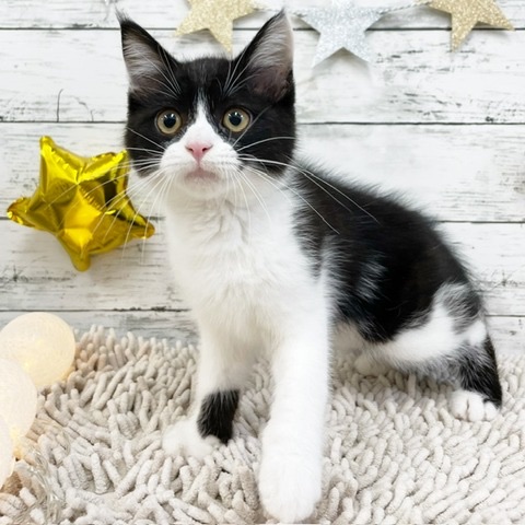 千葉県のミヌエット (かねだい四街道店/2024年4月20日生まれ/男の子/ブラックホワイト)の子猫