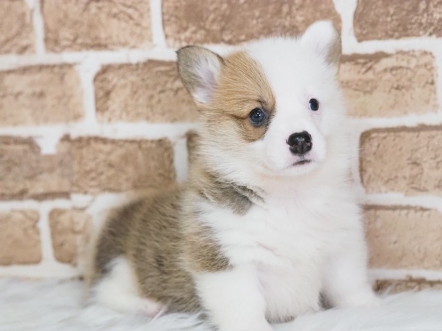 埼玉県のウェルシュコーギーペンブローク (かねだい戸田店/2024年5月13日生まれ/男の子/レッドホワイト)の子犬