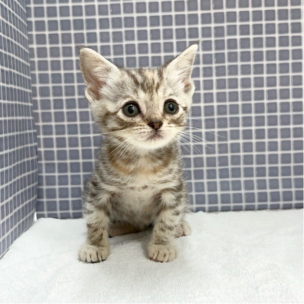 東京都のハーフ猫・ミックス猫 (かねだい足立店/2024年5月18日生まれ/女の子/シルバーパッチドタビー)の子猫