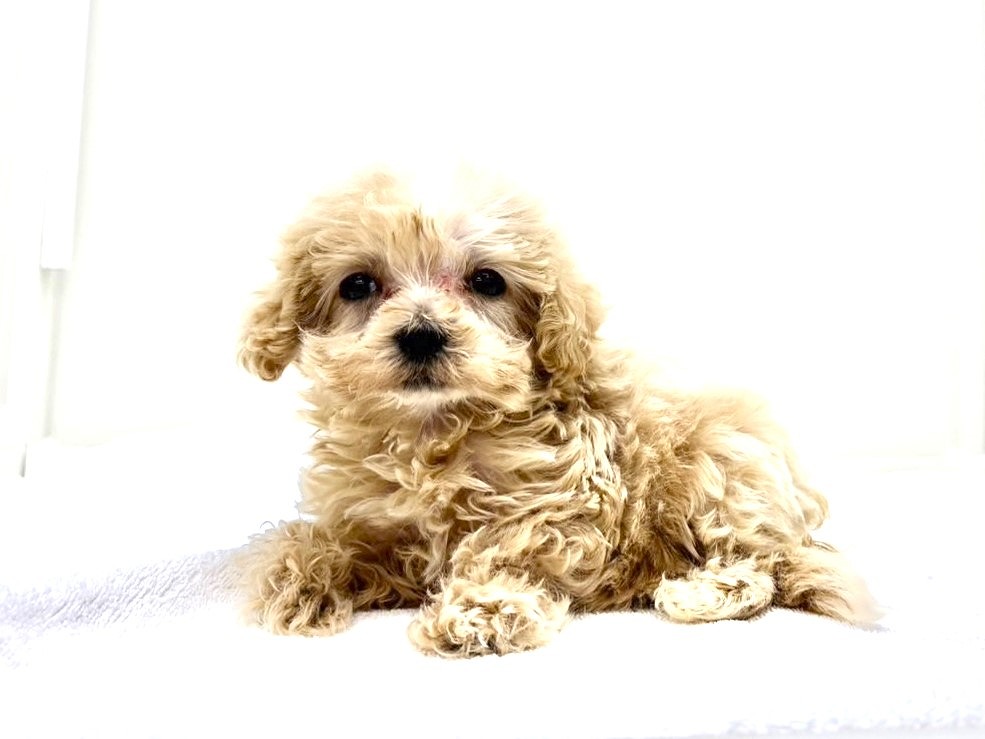 とーふママ　1001 価格の安いMIX犬（父：マルチーズ 母：トイプードル）♀入舎時