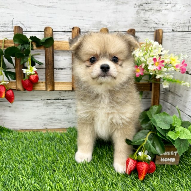 埼玉県のハーフ犬・ミックス犬 (かねだい所沢店/2024年5月15日生まれ/女の子/クリームセーブル)の子犬