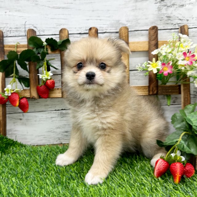 2024年5月15日生まれのハーフ犬・ミックス犬の3枚目の写真