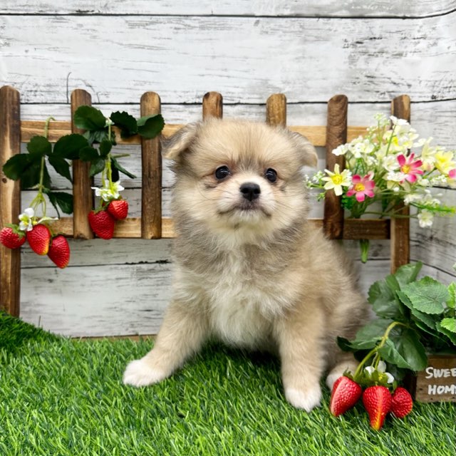 2024年5月15日生まれのハーフ犬・ミックス犬の4枚目の写真