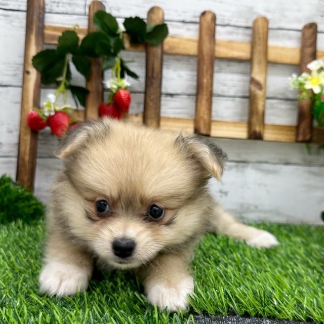 2024年5月15日生まれのハーフ犬・ミックス犬の5枚目の写真