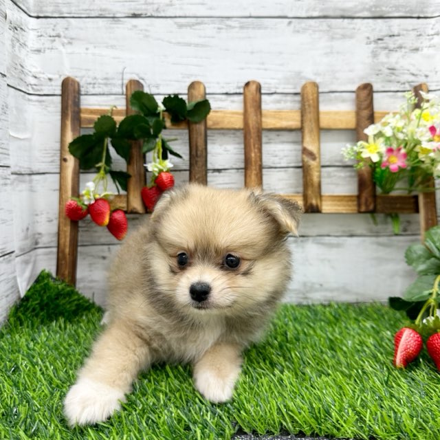 2024年5月15日生まれのハーフ犬・ミックス犬の6枚目の写真