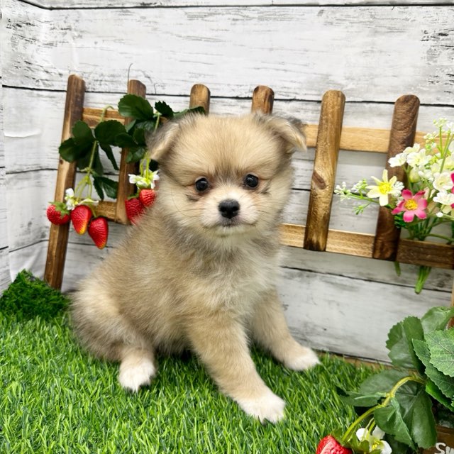 2024年5月15日生まれのハーフ犬・ミックス犬の7枚目の写真