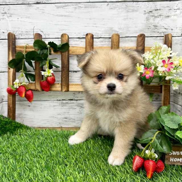 2024年5月15日生まれのハーフ犬・ミックス犬の8枚目の写真