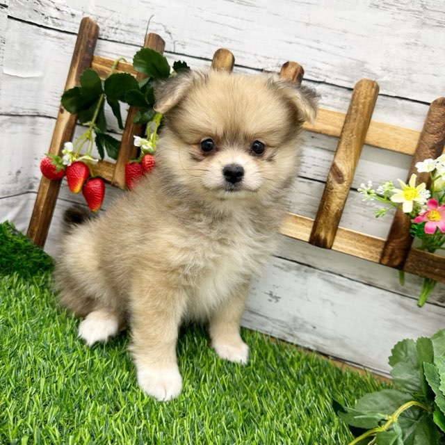 2024年5月15日生まれのハーフ犬・ミックス犬の9枚目の写真