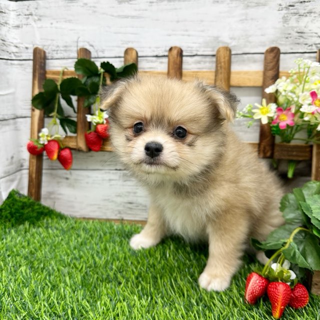 2024年5月15日生まれのハーフ犬・ミックス犬の10枚目の写真