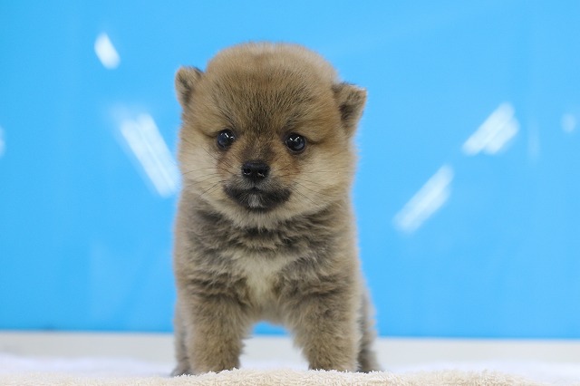 2024年5月17日生まれのポメ柴(ポメラニアン×柴犬)の1枚目の写真