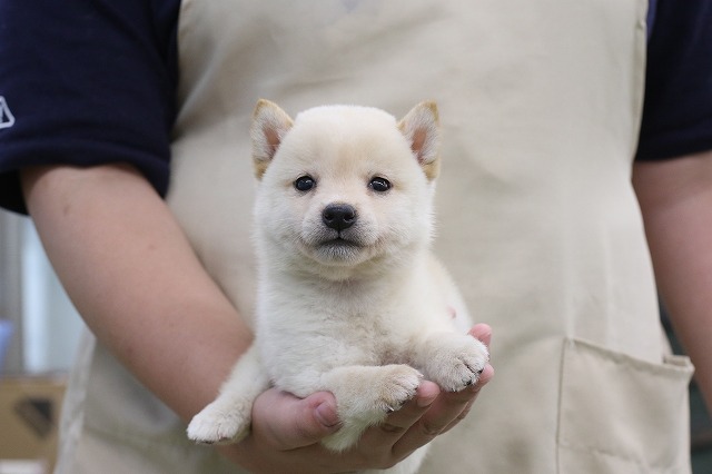 埼玉県の柴犬(標準サイズ) (かねだい草加店/2024年5月18日生まれ/男の子/白)の子犬