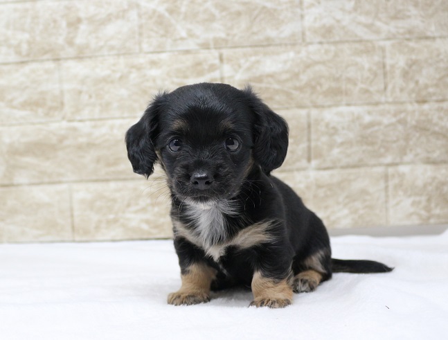 2024年5月18日生まれのハーフ犬・ミックス犬の1枚目の写真
