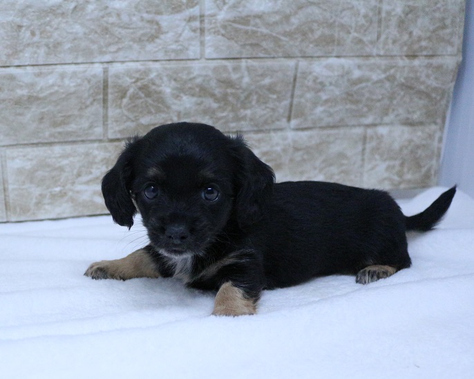 2024年5月18日生まれのハーフ犬・ミックス犬の2枚目の写真