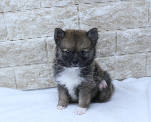 神奈川県のハーフ犬・ミックス犬 (かねだい伊勢原店/2024年5月17日生まれ/女の子/セーブル)の子犬