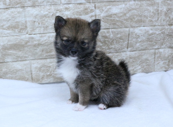 2024年5月17日生まれのハーフ犬・ミックス犬の2枚目の写真
