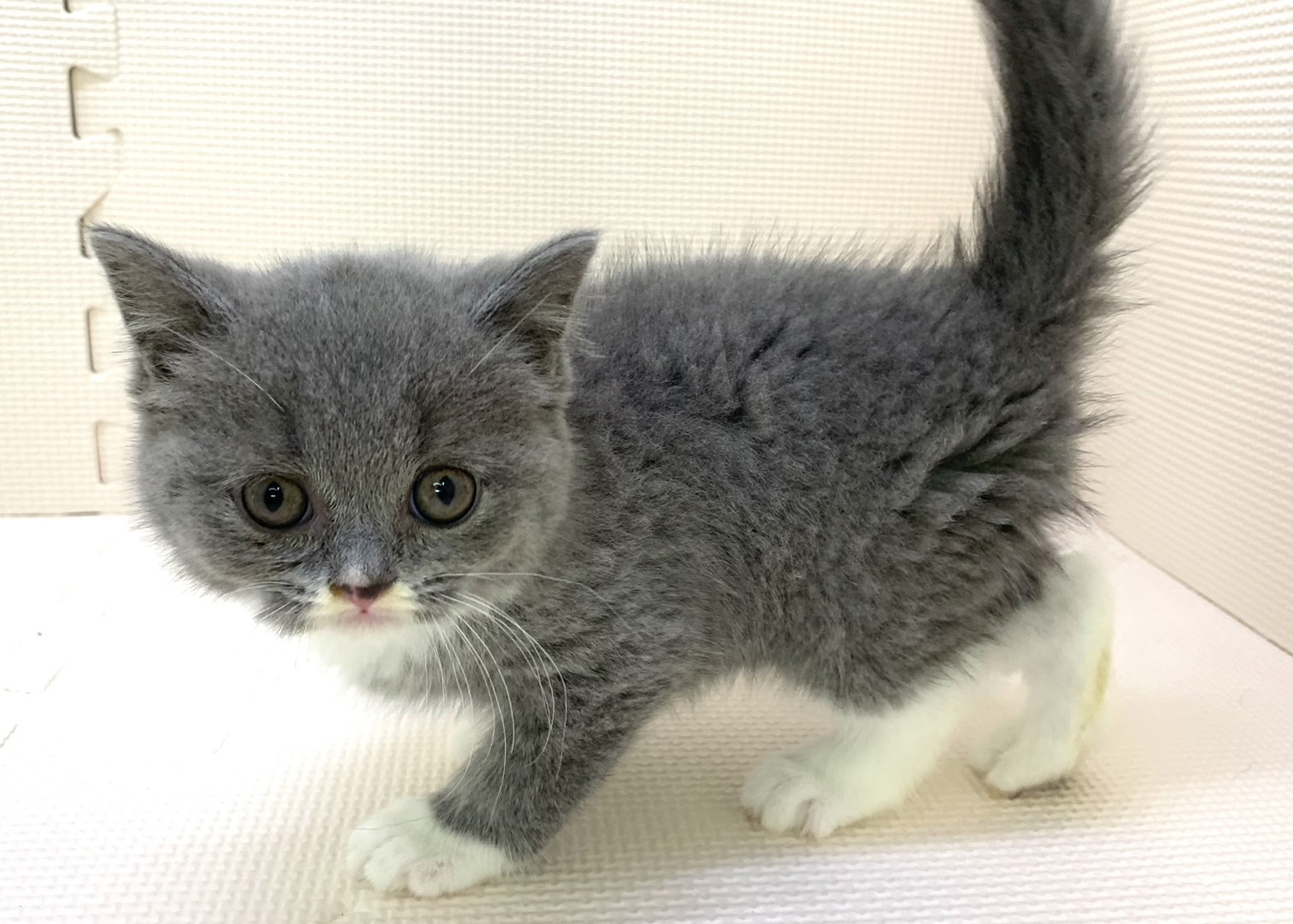 千葉県のブリティッシュショートヘアー (かねだい千葉店/2024年5月18日生まれ/女の子/ブルーホワイト)の子猫