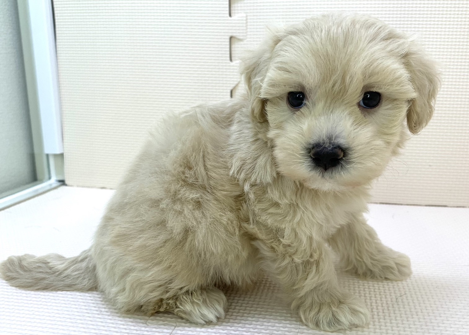 千葉県のマルプー(マルチーズ×プードル) (かねだい千葉店/2024年5月19日生まれ/男の子/ホワイト)の子犬