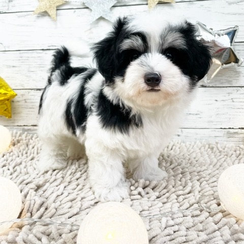 千葉県のハーフ犬・ミックス犬 (かねだい四街道店/2024年5月18日生まれ/女の子/ホワイトブラック)の子犬