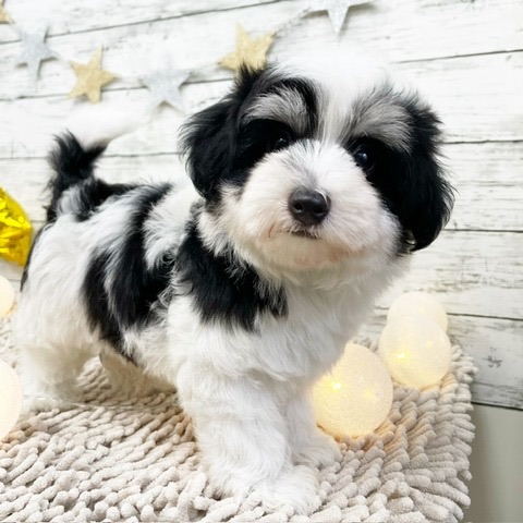 2024年5月18日生まれのハーフ犬・ミックス犬の2枚目の写真