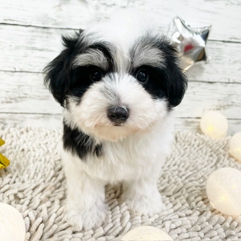 2024年5月18日生まれのハーフ犬・ミックス犬の3枚目の写真