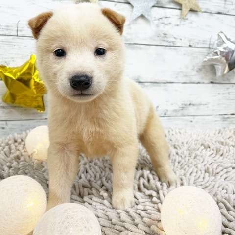 2024年5月18日生まれの柴犬(標準サイズ)の2枚目の写真