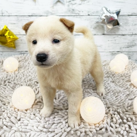 2024年5月18日生まれの柴犬(標準サイズ)の5枚目の写真