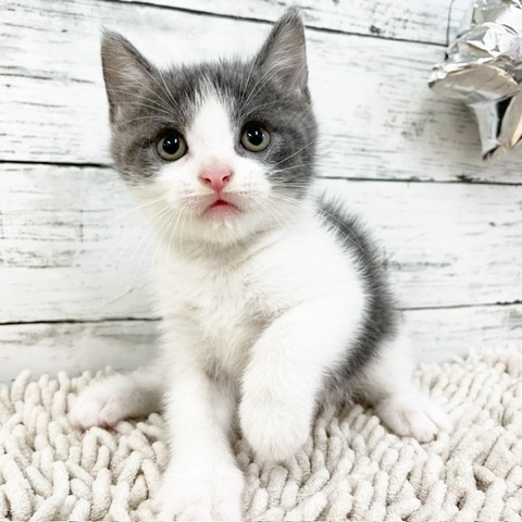 千葉県のブリティッシュショートヘアー (かねだい四街道店/2024年5月18日生まれ/男の子/ブルーホワイト)の子猫