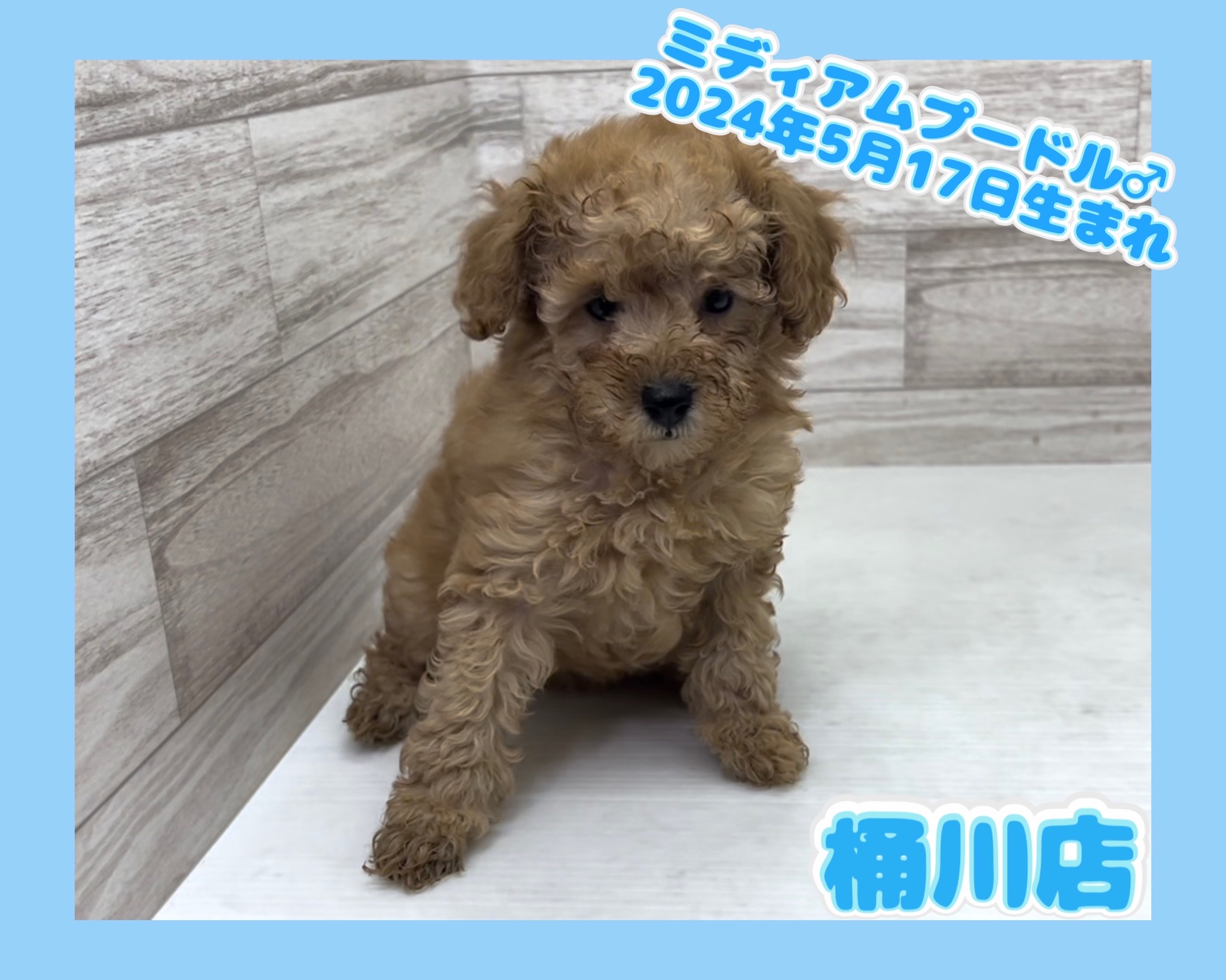 埼玉県のミディアムプードル (かねだい桶川店/2024年5月17日生まれ/男の子/アプリコット)の子犬