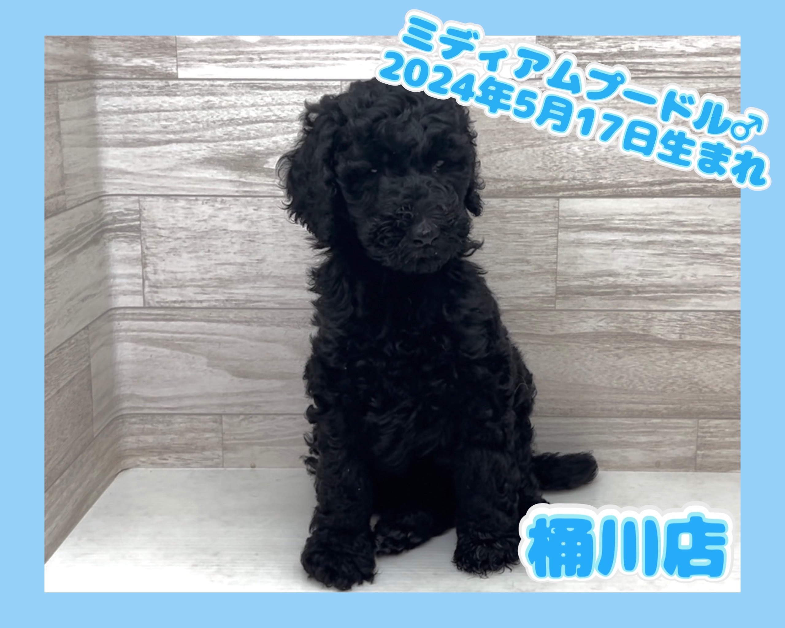 埼玉県のミディアムプードル (かねだい桶川店/2024年5月17日生まれ/男の子/ブラック)の子犬