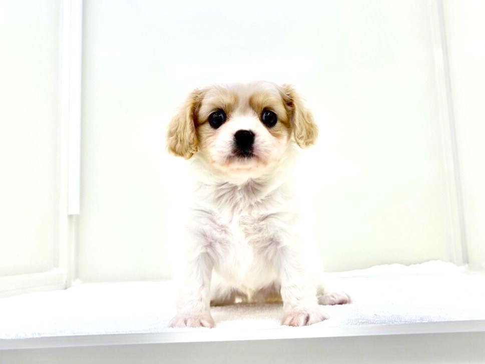 2024年5月19日生まれのＭＩＸ犬　チワワ　キャバリアの1枚目の写真