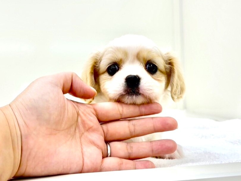 2024年5月19日生まれのＭＩＸ犬　チワワ　キャバリアの5枚目の写真