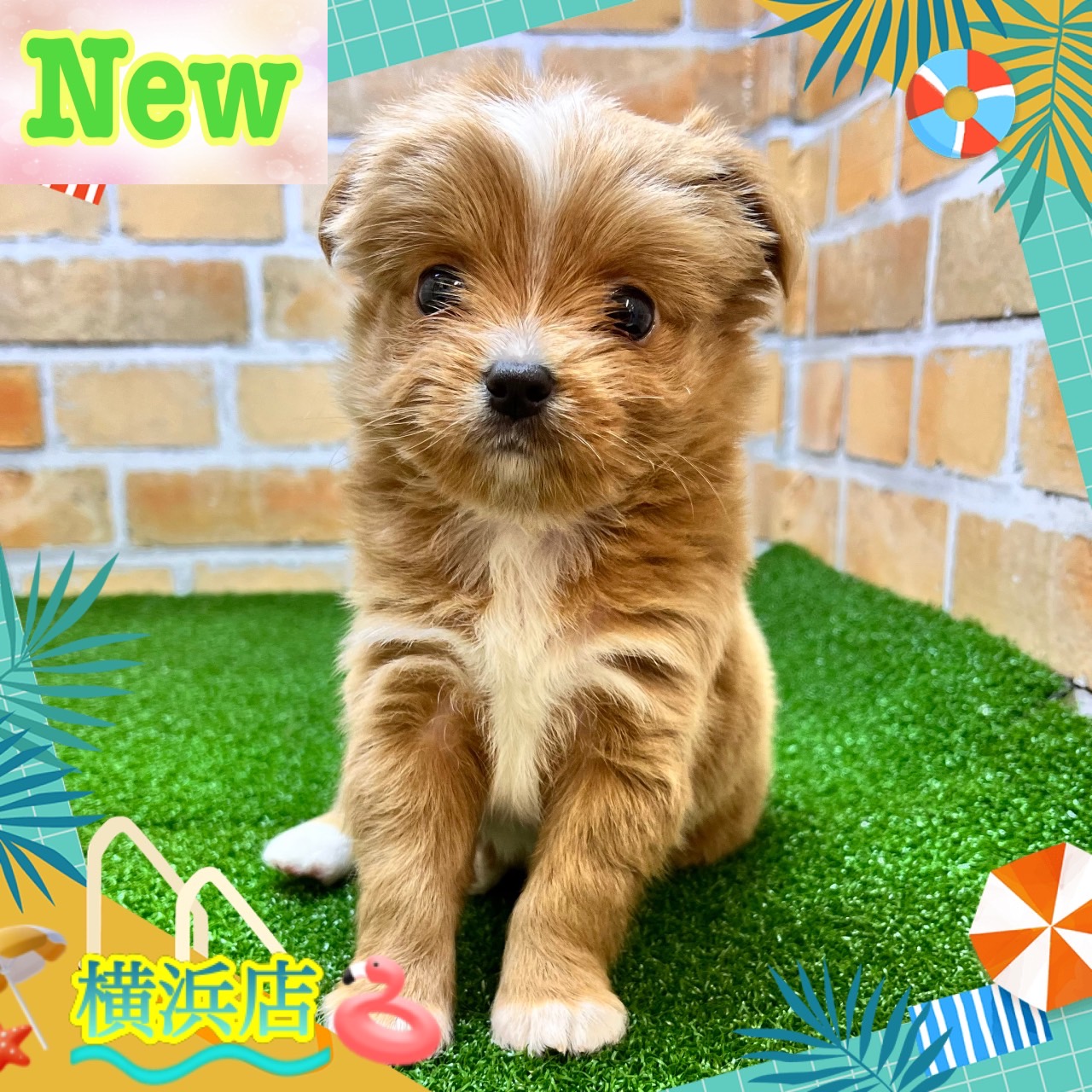 神奈川県のハーフ犬・ミックス犬 (かねだい横浜店/2024年5月17日生まれ/女の子/レッドホワイト)の子犬