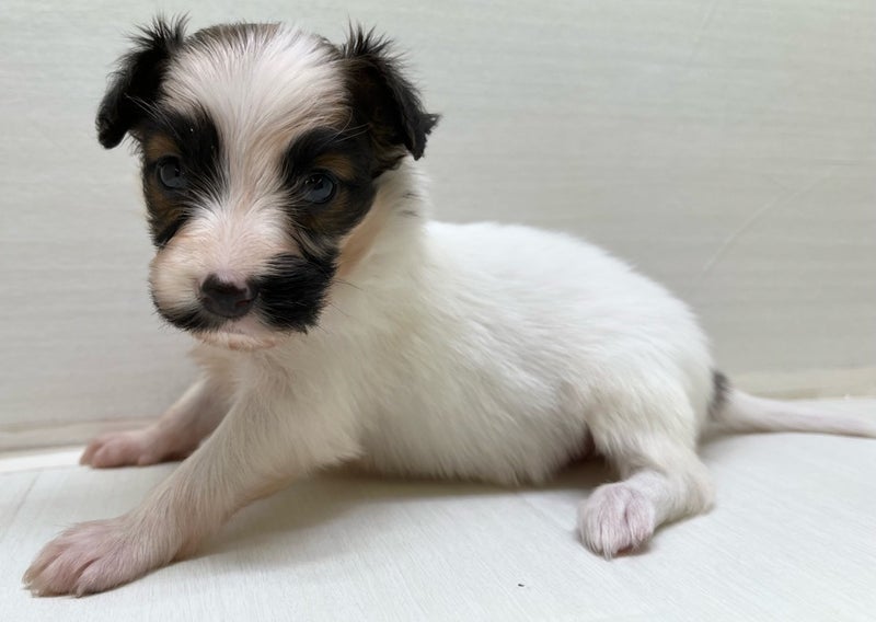 2024年5月15日生まれのハーフ犬・ミックス犬の2枚目の写真