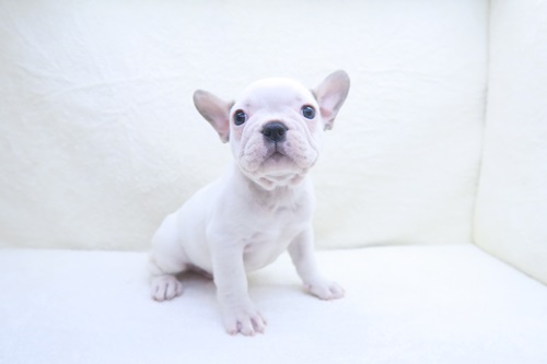 神奈川県のフレンチブルドッグ (かねだい海老名店/2024年5月17日生まれ/男の子/ホワイトフォーン)の子犬